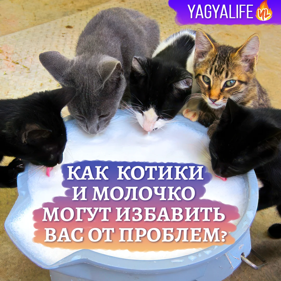 🐈Кошки и собаки в индуизме: Как молоко может избавить вас от проблем?